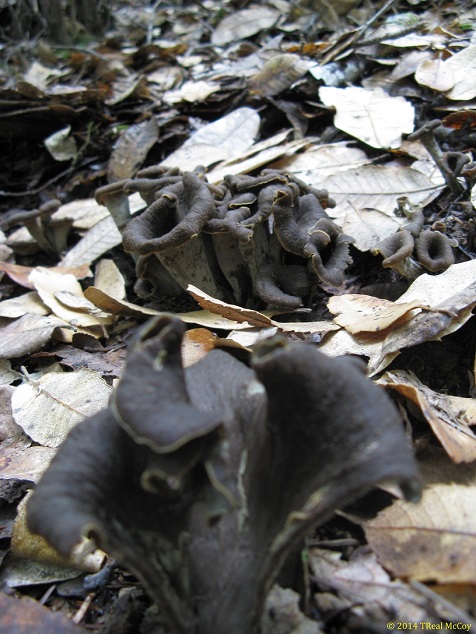 Black Trumpet Mushrooms